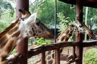 feeding the giraffes