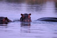 Breakfast Cruise on Zambezi  9
