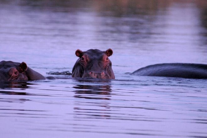 Breakfast Cruise on Zambezi  9