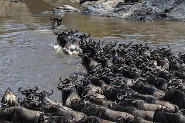 5 days wildebeest migration aberdares Nakuru Masai Mara Safari