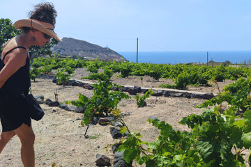 Private Food and Wine Tour in Akrotiri and Pyrgos Kallistis