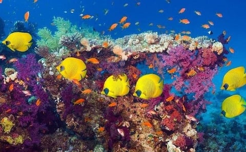 Hurghada Paradise Island Snorkeling Boat Trip