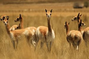Naz-05 : Pampas National Reserve - Vicuña Lama Sanctuary