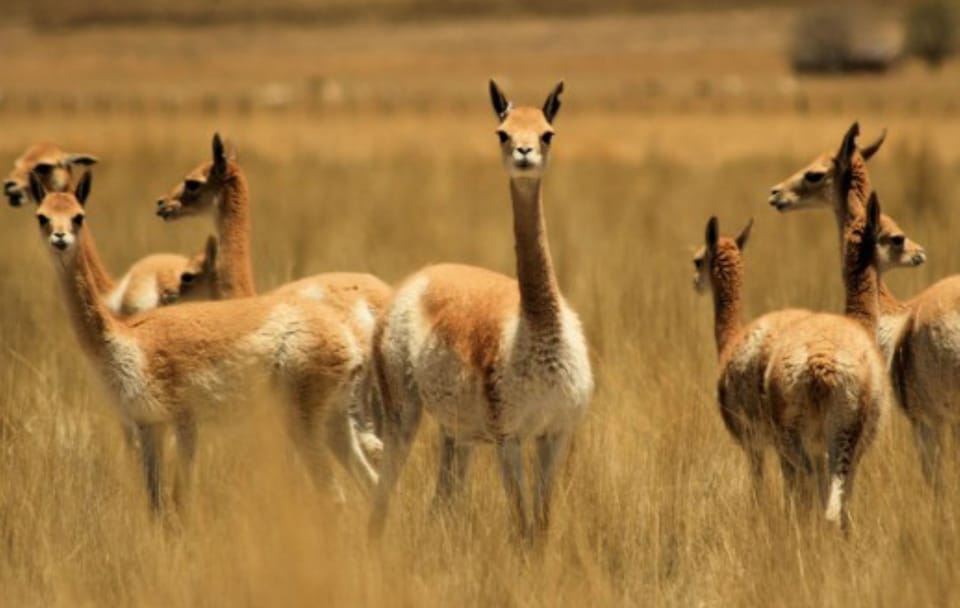 Explore Pampas National Reserve and Vicuña Sanctuary in Nazca