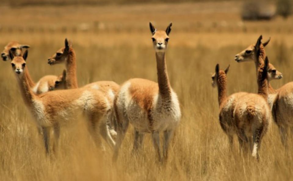 Explore Pampas National Reserve and Vicuña Sanctuary in Nazca