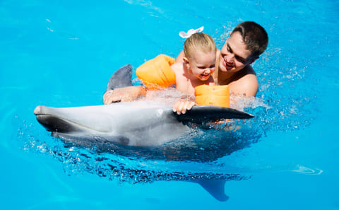 Premium 10 Minutes Dolphin Swimming Experience – Hurghada