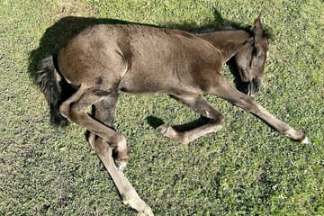 Your Tusheti Experience Awaits – Local Guides, Unforgettable Tour