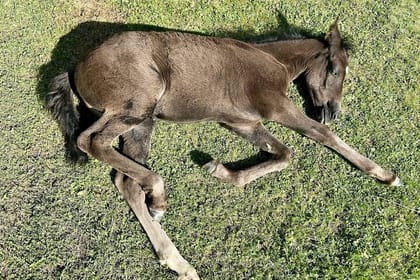 Your Tusheti Experience Awaits – Local Guides, Unforgettable Tour