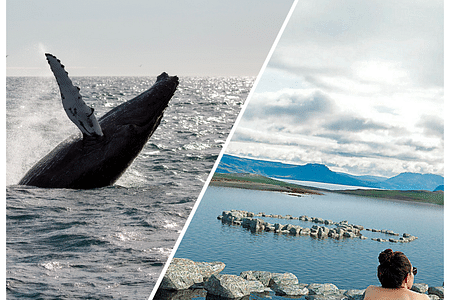 Whale Watching & Relaxation at Hvammsvík Hot Springs in Reykjavik