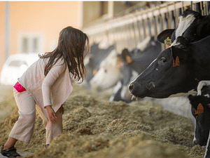 Parmesan Cheese Factory Tasting and Tour near Modena