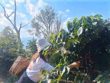 Yunnan Coffee Valley | Half-Day Road Trip