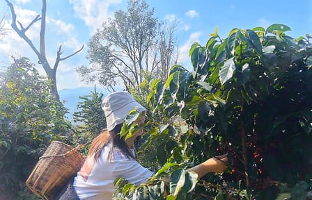 Yunnan Coffee Valley Half-Day Tour with Tastings and Insights