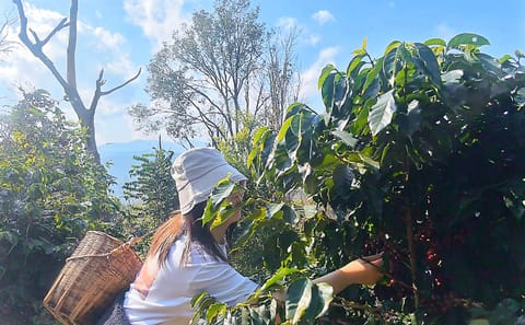 Yunnan Coffee Valley Half-Day Tour with Tastings and Insights