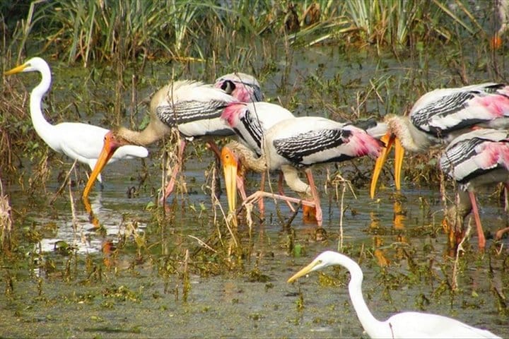 Jaipur Heritage walk Tour