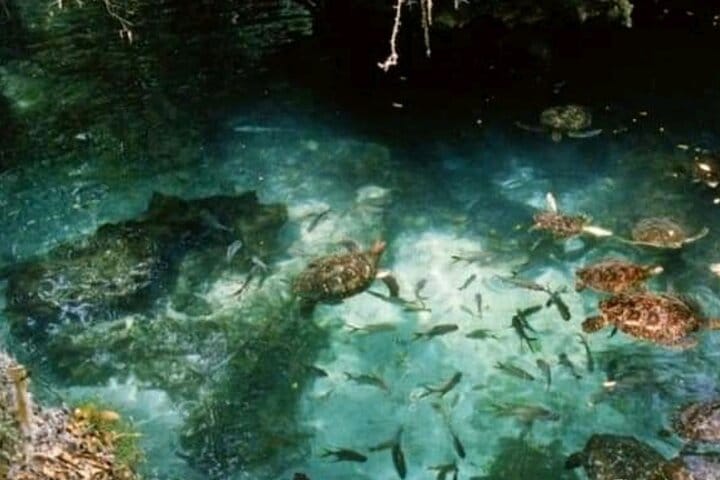 Zanzibar Salaam Cave Swimming and Feeding Sea Turtle in Kizimkazi 9