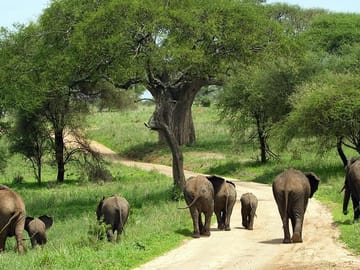 Elephants Amboseli national park