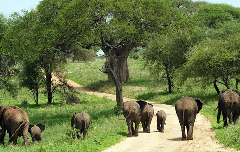 Tarangire National Park Guided Day Tour From Arusha