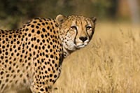 Soweto and Lion Park Tour 9
