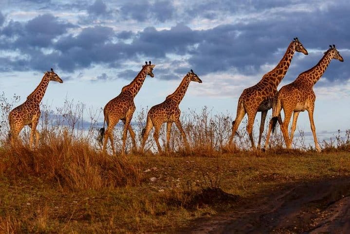 get a chance to interact with giraffes