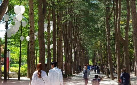 Nami Island and Petite France Day Tour from Seoul