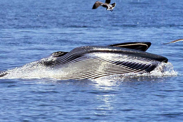 Marine Big Five safari experience. From Cape Town. Guided