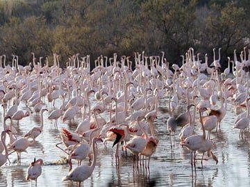 From Valencia a boat ride in the Albufera Musement