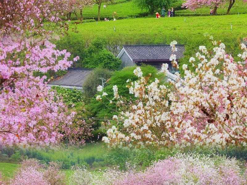 Guangzhou: Yingde Tea Picking & Grassland Private Day Trip