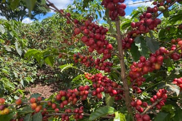 Guided Coffee Farm Tour at Fairview Estate in Kiambu