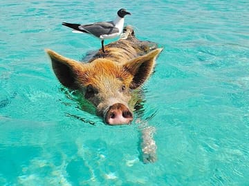 Swim with the Pigs Safari in Bahamas (2hrs)