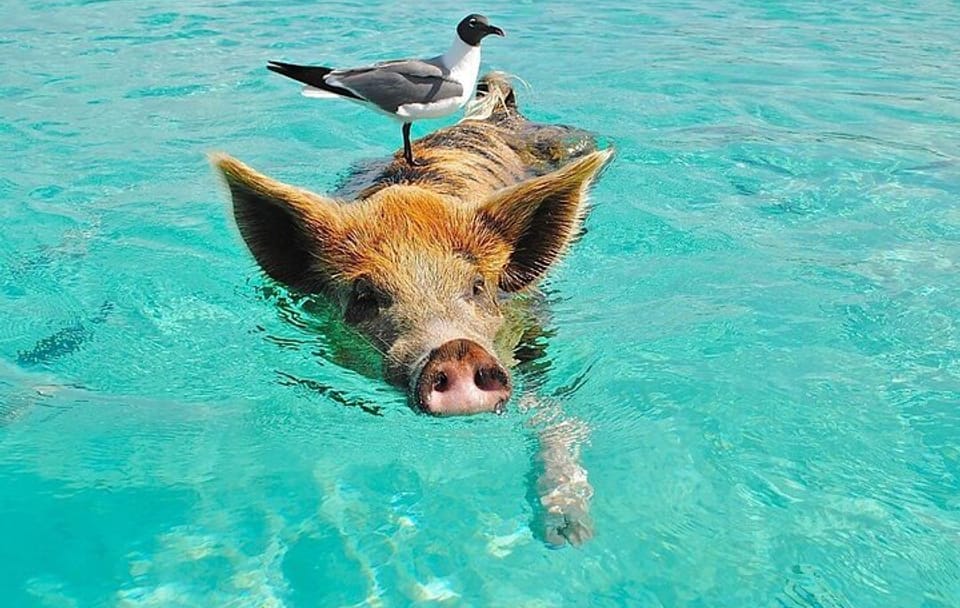 Rose Island 3 Island Luxury Private Tour(8hrs)