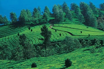 Kerala Odyssey: Munnar, Thekkady & Alleppey