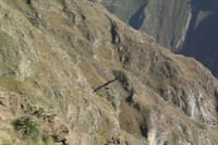 2-Day Colca Canyon Classic Tour 6