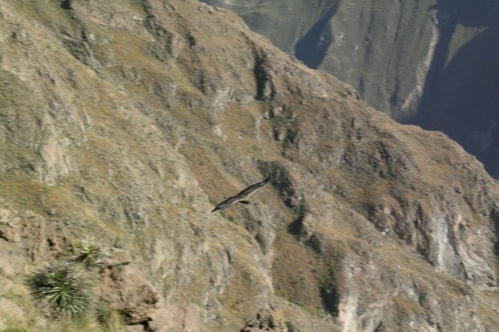 2-Day Colca Canyon Classic Tour 6