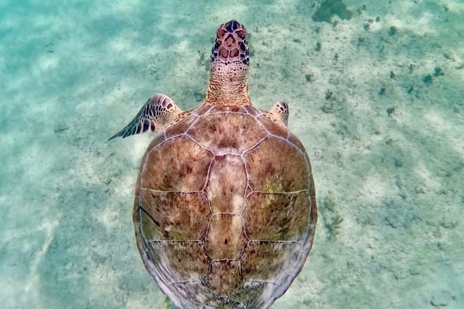 Santuario de tortugas Akumal Snorkel Experiencia marina