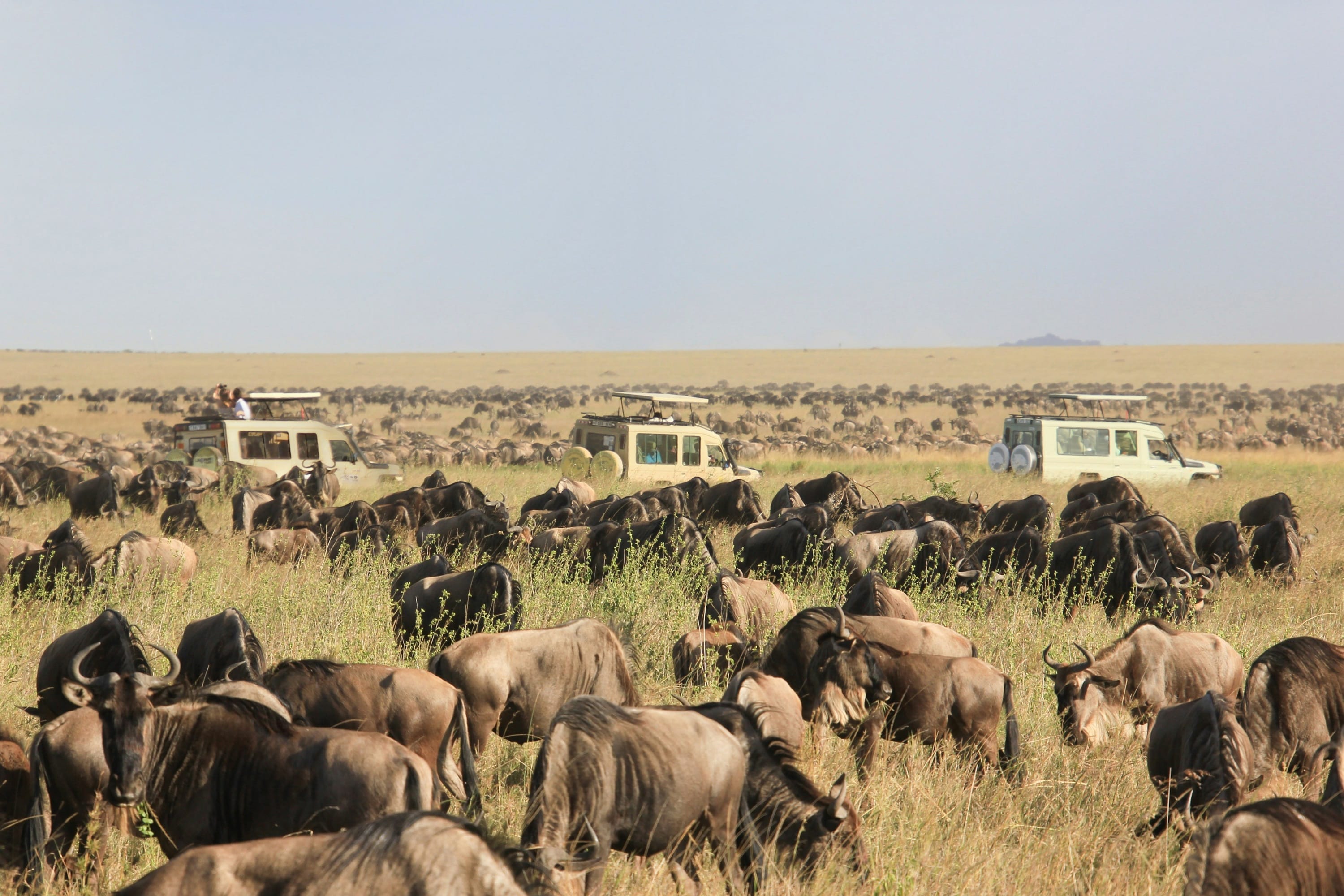 Large herd of wildebeest grazing in an open field with safari vehicles in the distance, Tanzania.