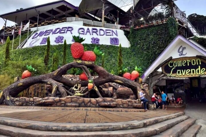 Optional visit to Lavender Garden (admission not included)