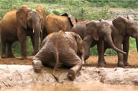 playful creatures
