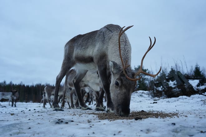 Private Reindeer Herder Day Experience, Rovaniemi, Lapland, Finland