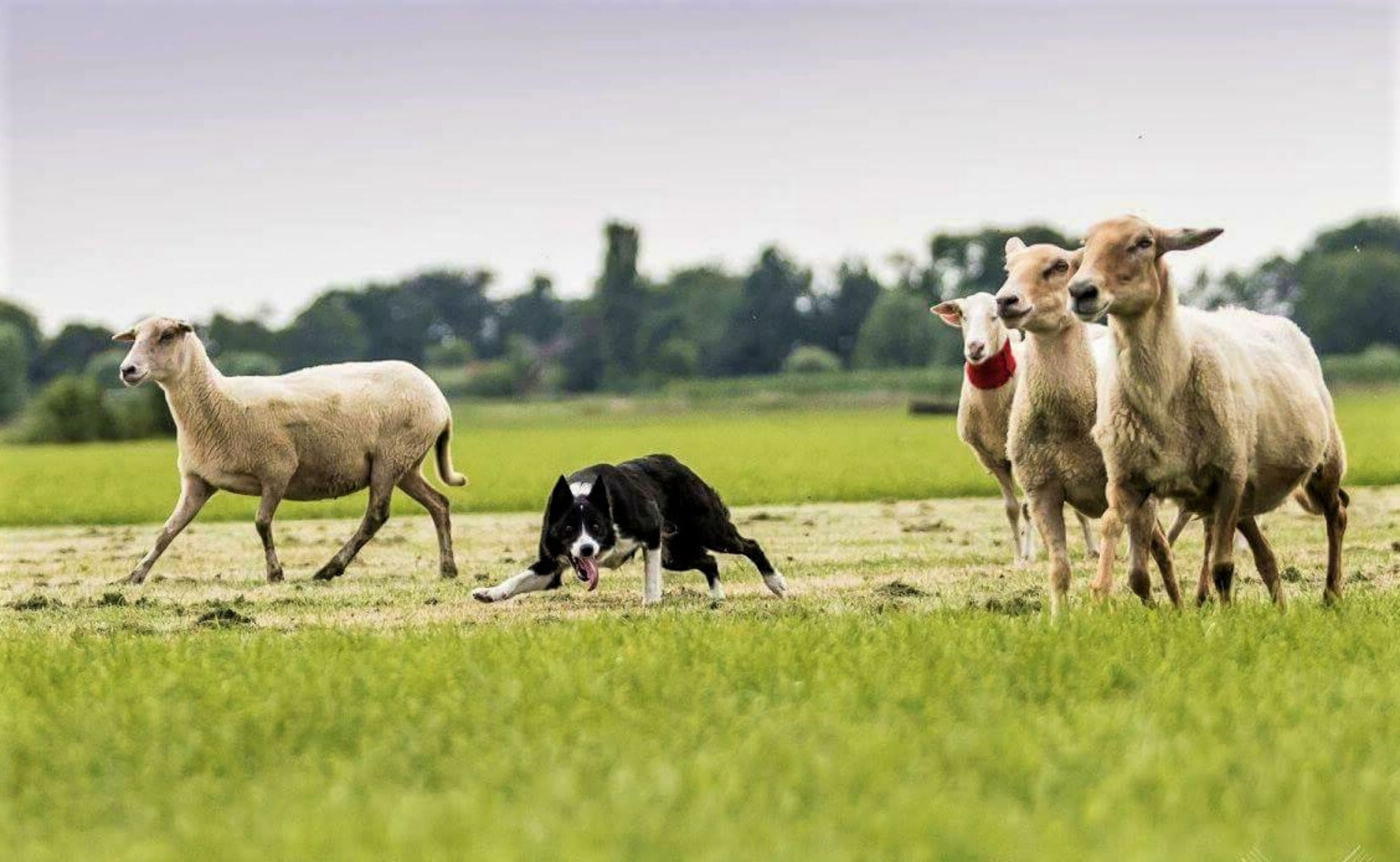 Sheepdog demonstration on a working farm. Sligo. Guided.