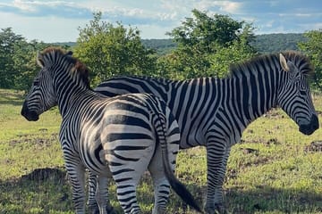 Evening Game Drive and Bush Dinner in Victoria Falls