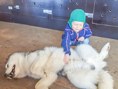 Siberian Husky Kennel Visit, photo 4