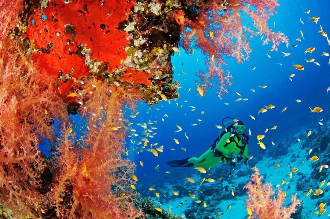 Marsa-Alam Snorkeling day trip Nefertari Cruise