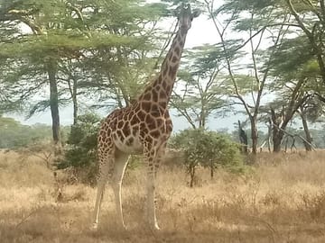 Nairobi tour and giraffe centre