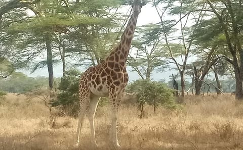 Nairobi tour and giraffe centre