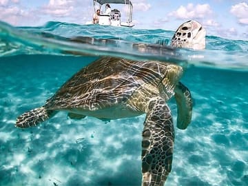 Swim with the Pigs Safari in Bahamas (2hrs)