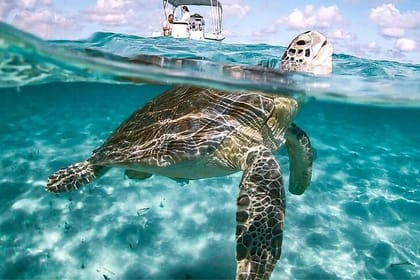 3 Islands Tour, Swim with Pigs, Turtles, Snorkelling & lunch