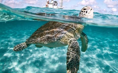 3 Islands Tour in the Bahamas: Swim with Pigs and Snorkel