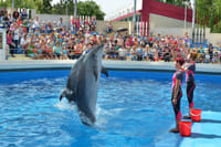 Agadir Dolphin Show & Crocodile Parc | 1 Day : Private & Luxury 1