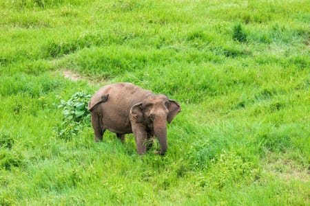 Udawalawe Elephant Safari Tour from Hikkaduwa: Sri Lanka’s Majestic Giants