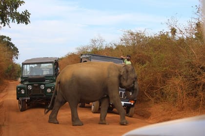 Yala national park half day safari from Colombo.